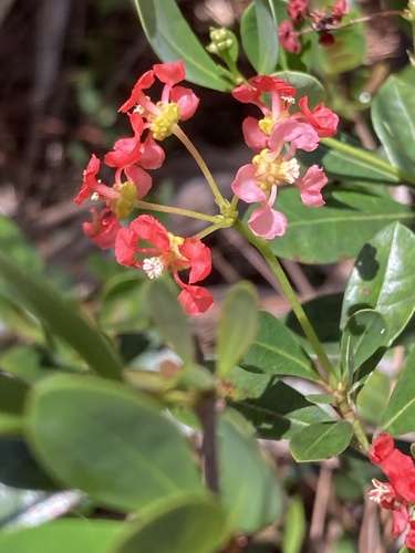 Long Key locustberry (Byrsonima lucida)