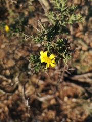Osteospermum spinosum