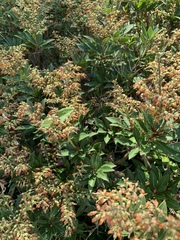 Pieris japonica