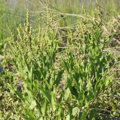 Rumex altissimus