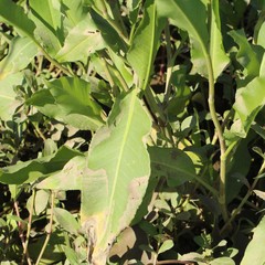 Rumex altissimus