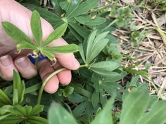 Lupinus perennis