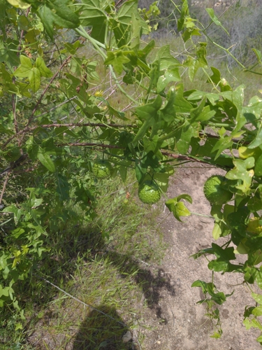 Image of Marah gilensis by (c) Bruce Hartman, some rights reserved (CC BY)