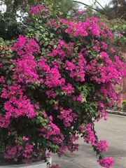 Bougainvillea