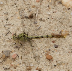 Arigomphus submedianus