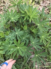 Lupinus perennis
