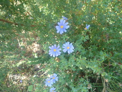 Felicia aethiopica