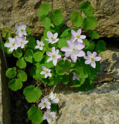 Rue anemone