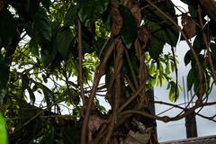 Banisteriopsis caapi