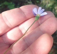 Felicia aethiopica
