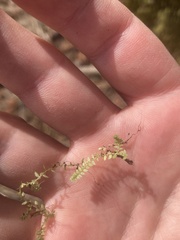 Selaginella eclipes image