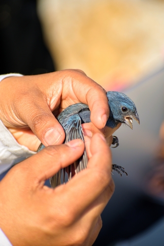 Blue Seedeater (Amaurospiza concolor), photo 2