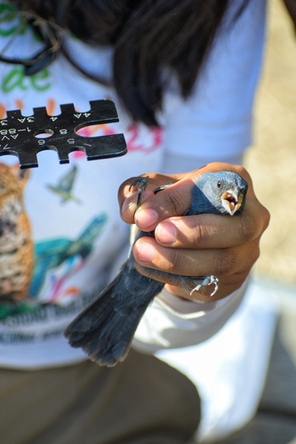 Blue Seedeater (Amaurospiza concolor), photo 4