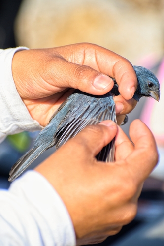 Blue Seedeater (Amaurospiza concolor), photo 9