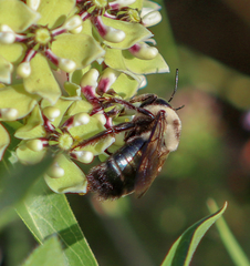 Xylocopa virginica texana