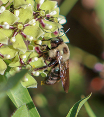 Xylocopa virginica texana
