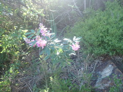 Indigofera cytisoides
