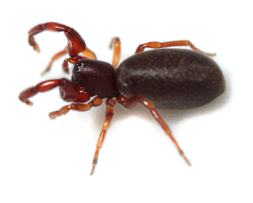 Otiothops birabeni