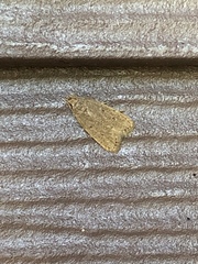 Lepidoptera