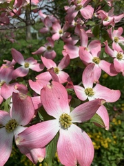 Cornus florida rubra