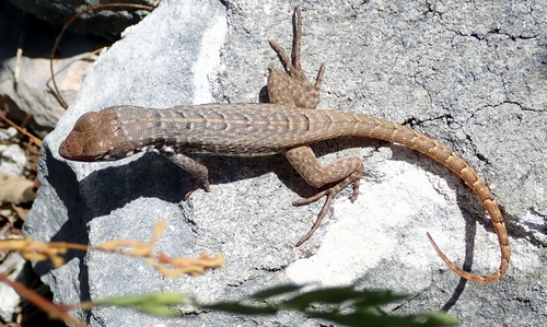Rum Cay Curlytail Lizard, Leiocephalus loxogrammus