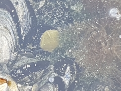 Parvulastra dyscrita