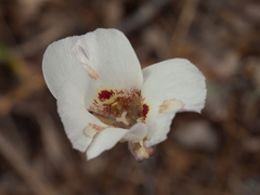 Calochortus venustus