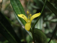 Cneorum tricoccon