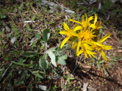 Senecio integerrimus