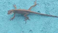 Anolis mariarum