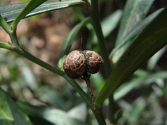 Cneorum tricoccon