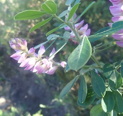 Indigofera cytisoides
