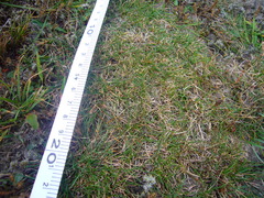 Zoysia minima