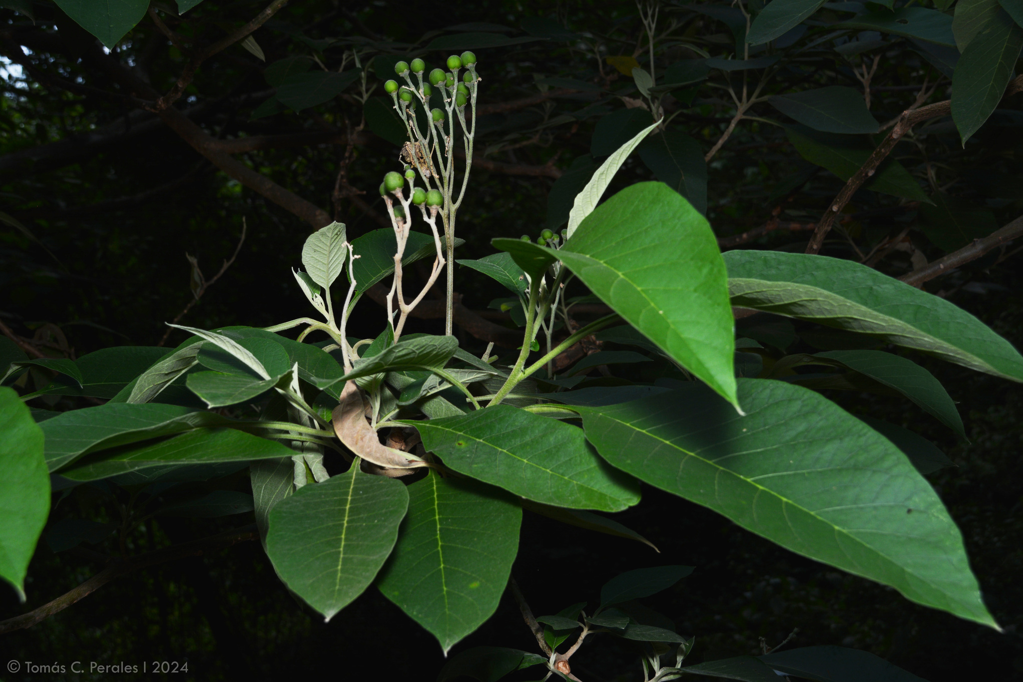 Solanum riparium