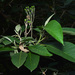 Solanum riparium - Photo 由 Tomás Carranza Perales 所上傳的 (c) Tomás Carranza Perales，保留部份權利CC BY
