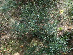 Cneorum tricoccon