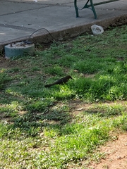 Quiscalus mexicanus