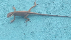 Anolis mariarum