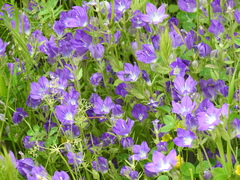 Legousia speculum-veneris