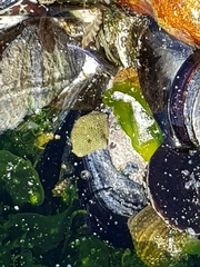 Parvulastra dyscrita