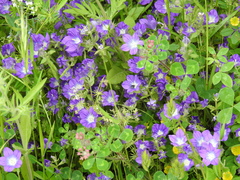 Legousia speculum-veneris