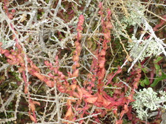 Aphanisma blitoides