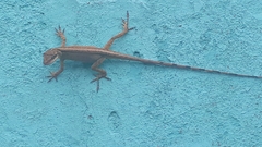 Anolis mariarum