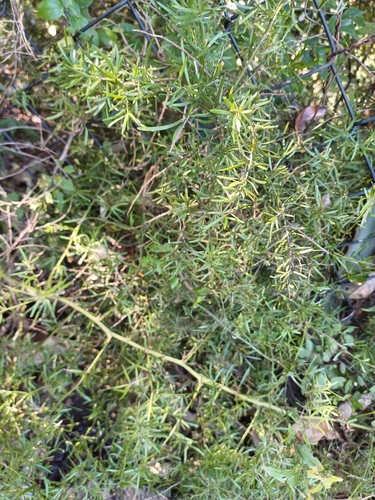 Asparagus falcatus (Asparagus falcatus)