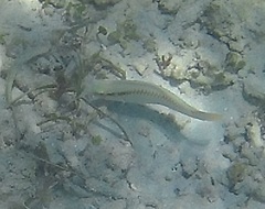 Halichoeres scapularis