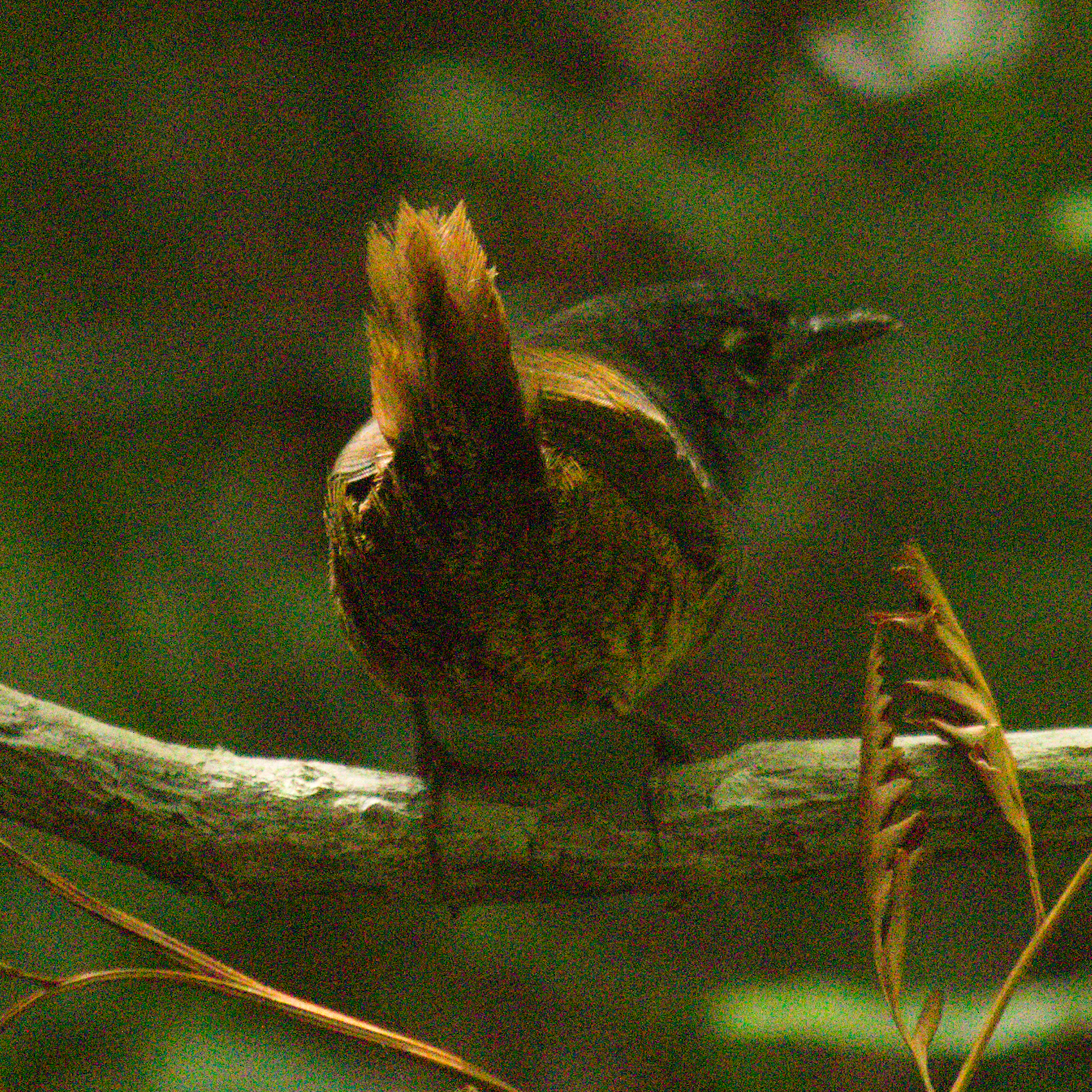White-breasted Tapaculo (Eleoscytalopus indigoticus), photo 5