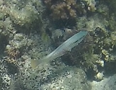 Halichoeres scapularis