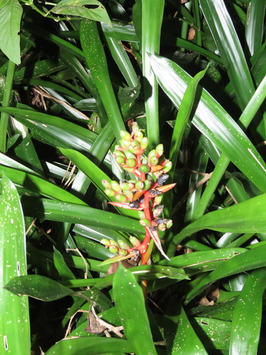 Aechmea weilbachii, photograph 3