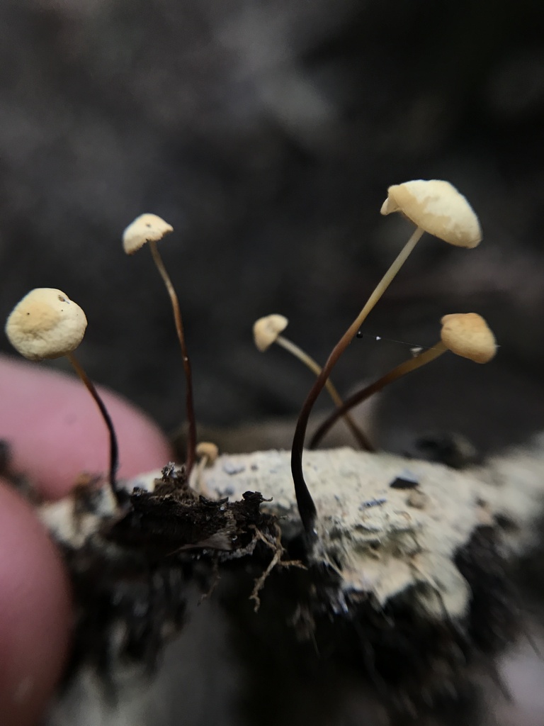 Collybiopsis quercophila · March 2024 · photo: © tutitah (iNaturalist, cc0)