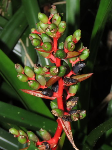 Aechmea weilbachii, photograph 4